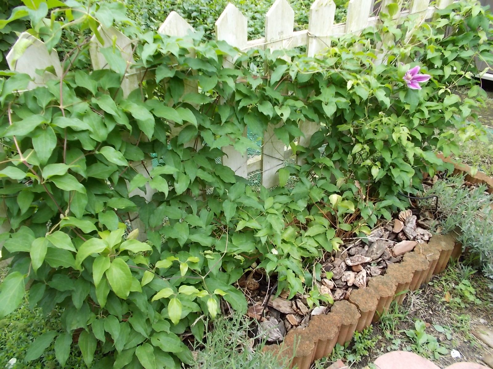 強剪定した ドクターラッペル が咲きました バラを咲かせることが好き 楽天ブログ