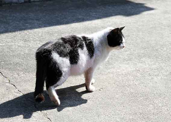 我が家のニャンコ♪2016/2/14-02