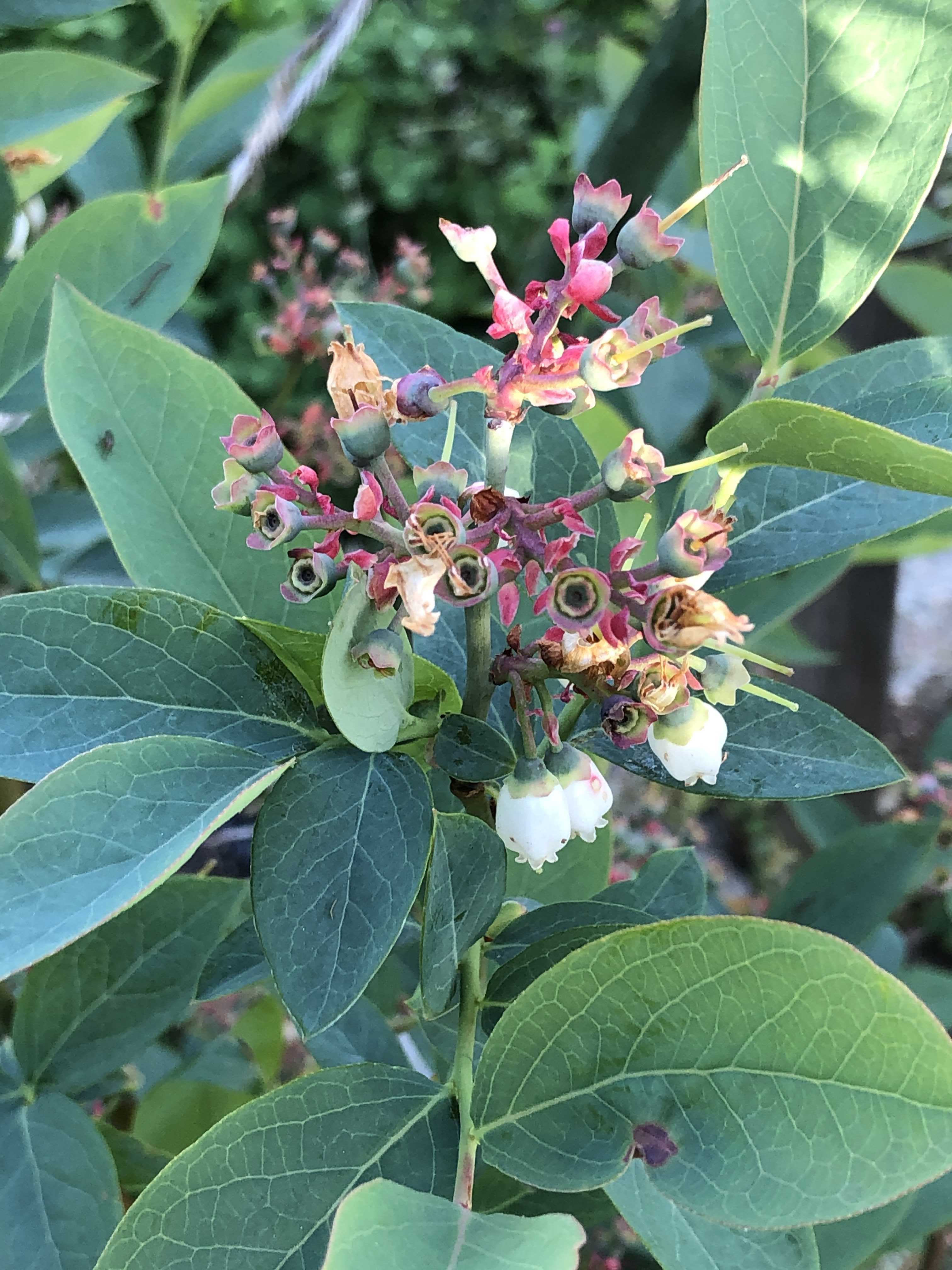 ブルーベリーの花が終わりました Youchanの休日の遊び方 楽天ブログ