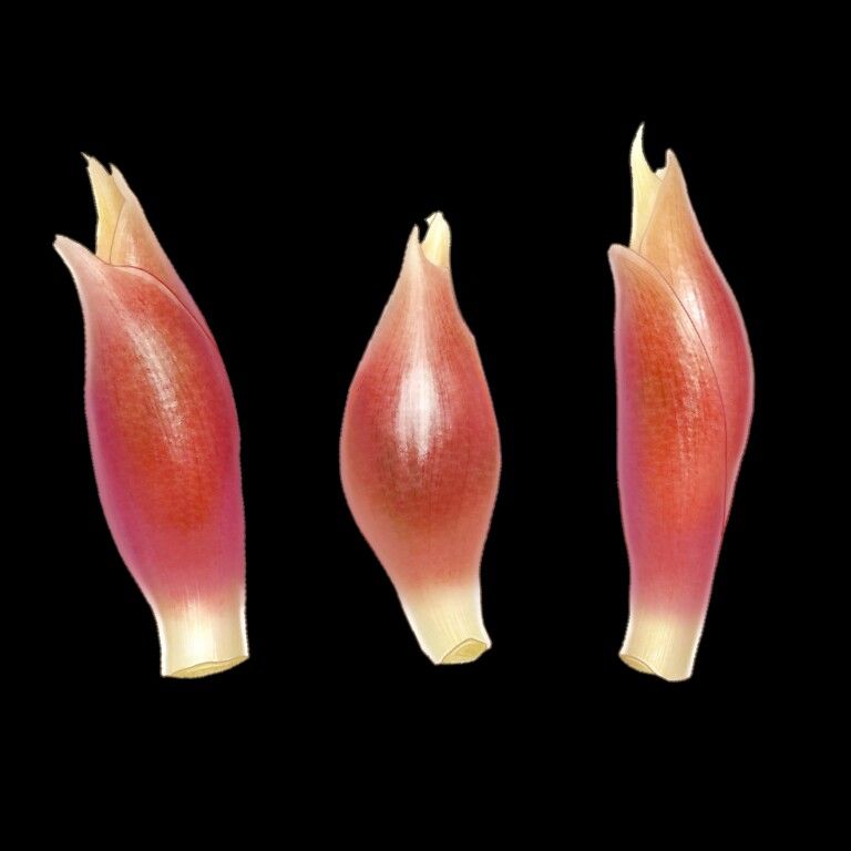 フリー素材コーナーにミョウガとエリンギのイラストを追加しました きらら 別館 一人暮らしお役立ち情報まとめ 中心 時々イラスト ブログ 楽天ブログ