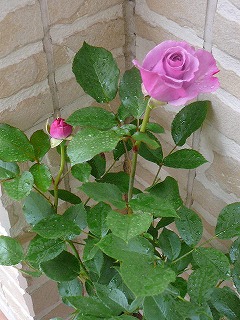P1300379ss.jpg