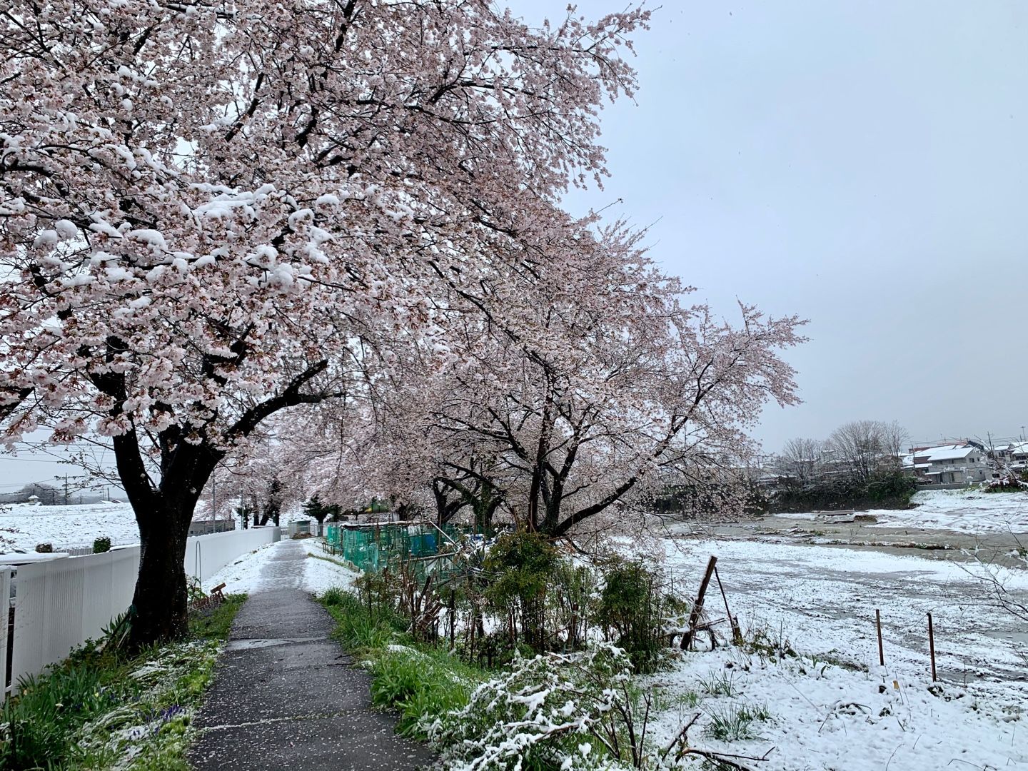 雪の中 卓球の練習に行き 桜と雪のコラボ写真を撮ってきました Music Land 私の庭の花たち 楽天ブログ