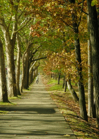 2015-10-16street (1).JPG