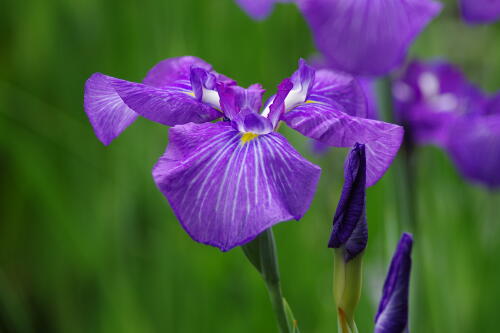 小石川後楽園の花菖蒲