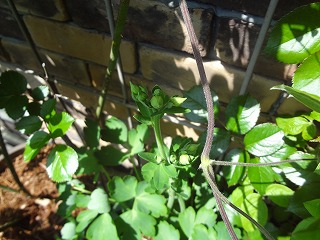 DSC04921.jpg