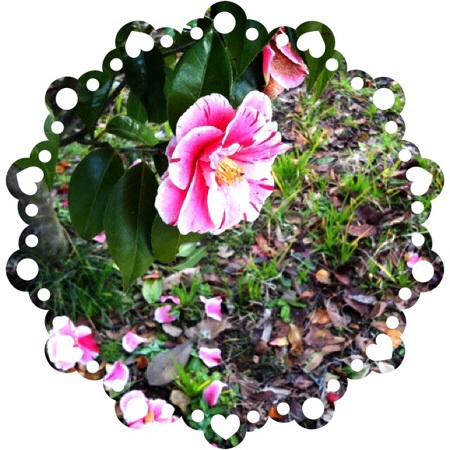 ハートの枠( 岡村公園 )