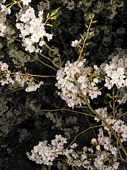 conv0107.JPG
