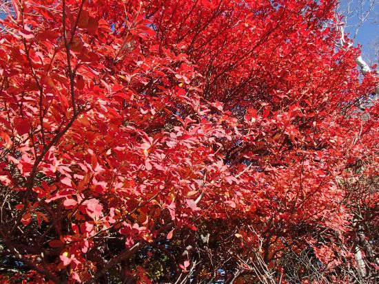 10.22 kenntoku no  kouyou 2.jpg