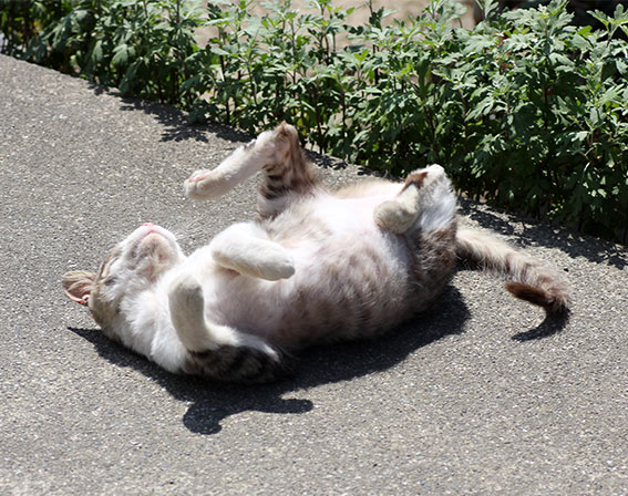 我が家のニャンコ♪2014/05/16-2