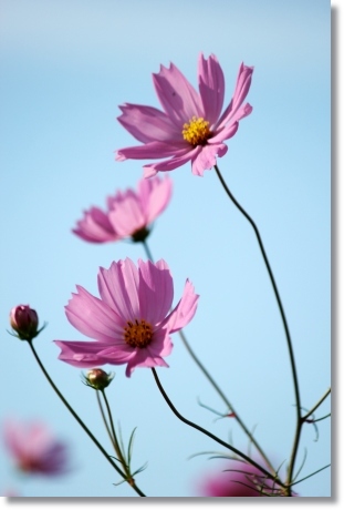 犀川コスモスロード-5 13.9.28