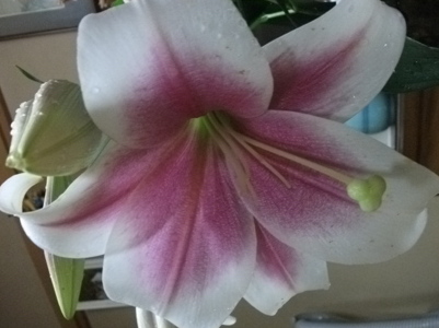 DSCF5415.JPG