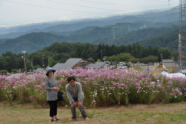 夢の平　秋桜