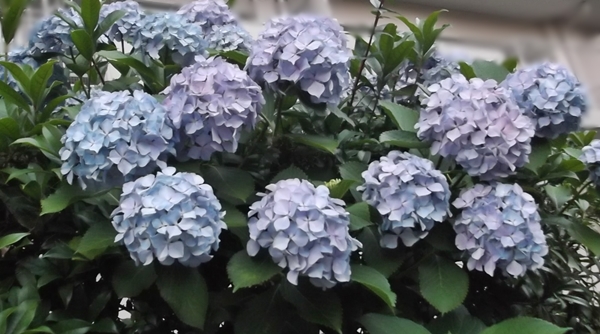 紫陽花