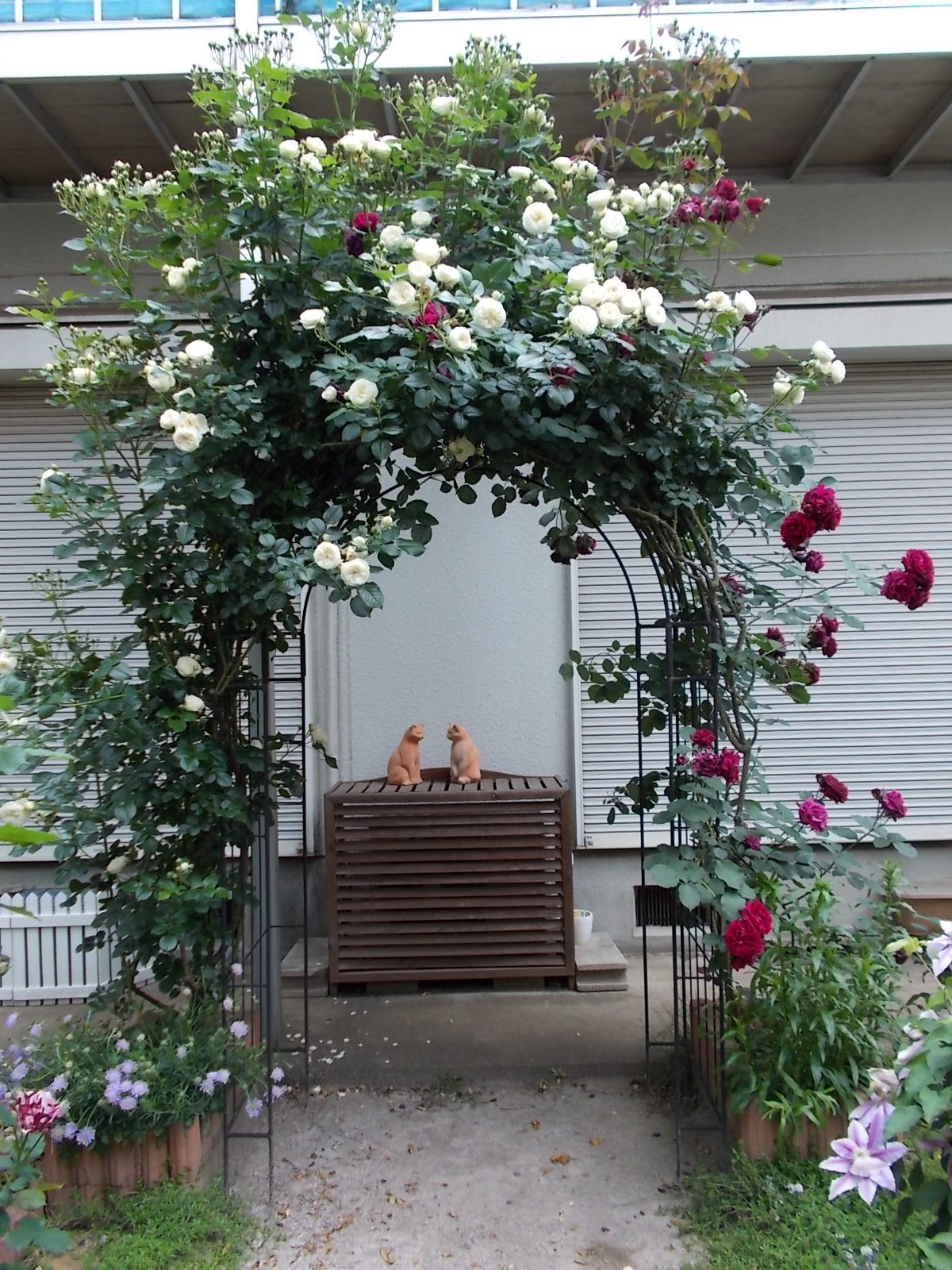 アルテミスとオデュッセイアのアーチを誘引 バラを咲かせることが好き 楽天ブログ