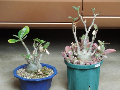 油彩画 アデニウム アデニウム栽培🌱｜そだレポ（栽培レポート）byいも子｜みんなの