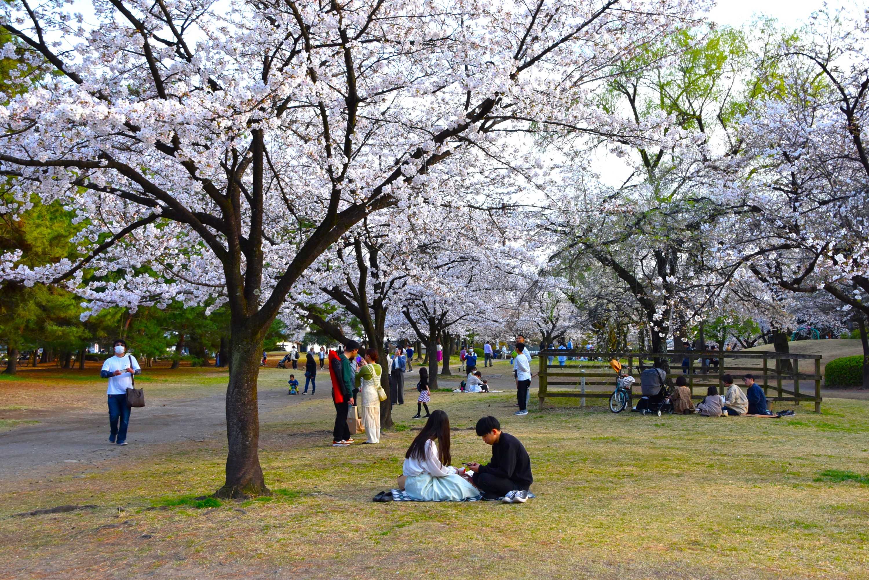桜が満開の敷島公園で❝花めぐり❞ 2024年4月7日 | 山と花と 桜が満開の敷島公園で❝花めぐり❞ 2024年4月7日 | 山と花と