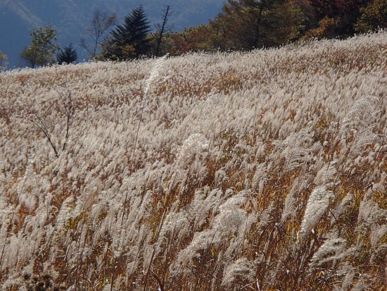 10.22  kenntoku no susuki.jpg