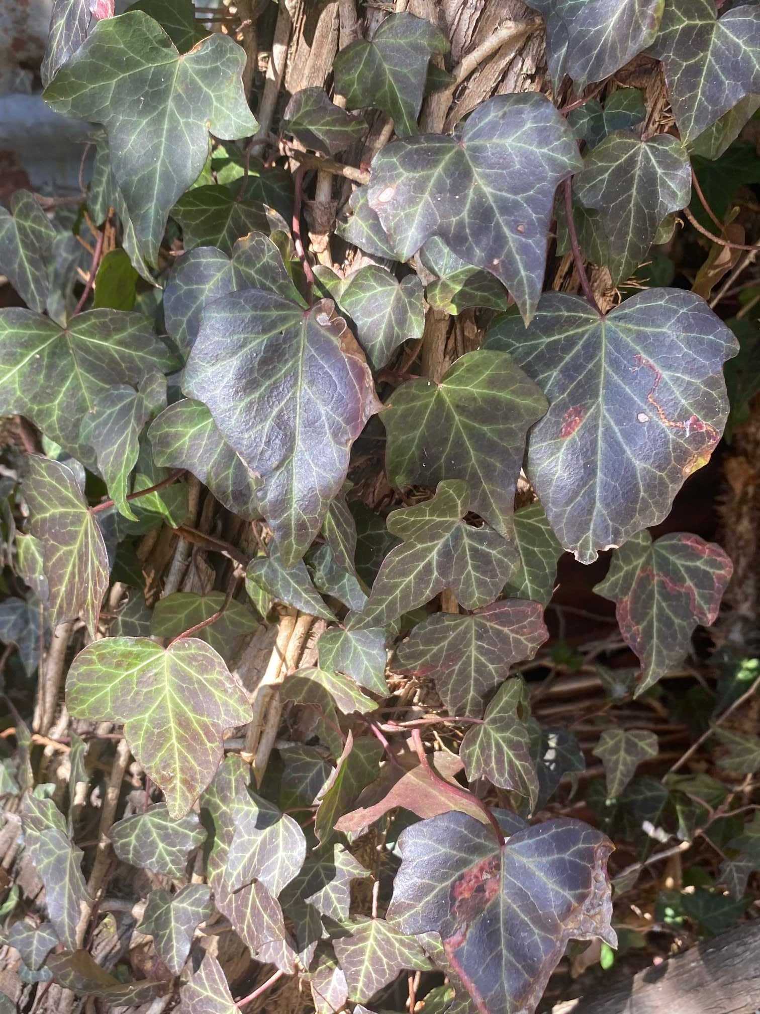 小寒の氷大寒に解く 小さい春見つけた 2 醍醐山と下部 しもべ 温泉 楽天ブログ 小寒の氷大寒に解く 小さい春見つけた 2 醍醐山と下部 しもべ 温泉 楽天ブログ