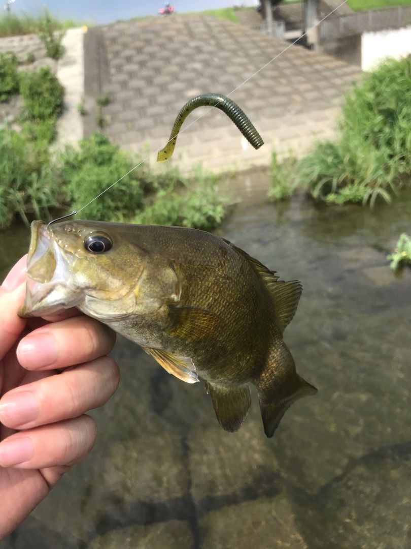 無料印刷可能雷魚 タックル 強要 魚のすべて