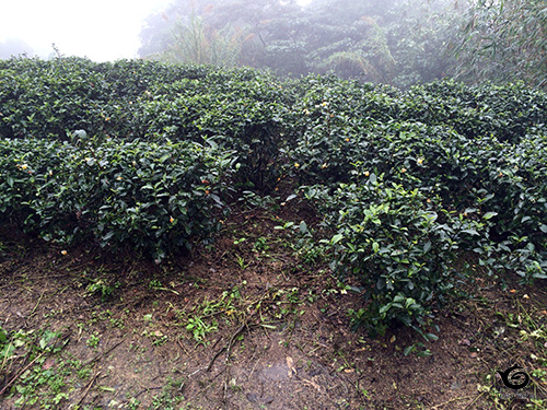 道の脇はすぐに茶園