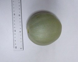 プリンスメロン