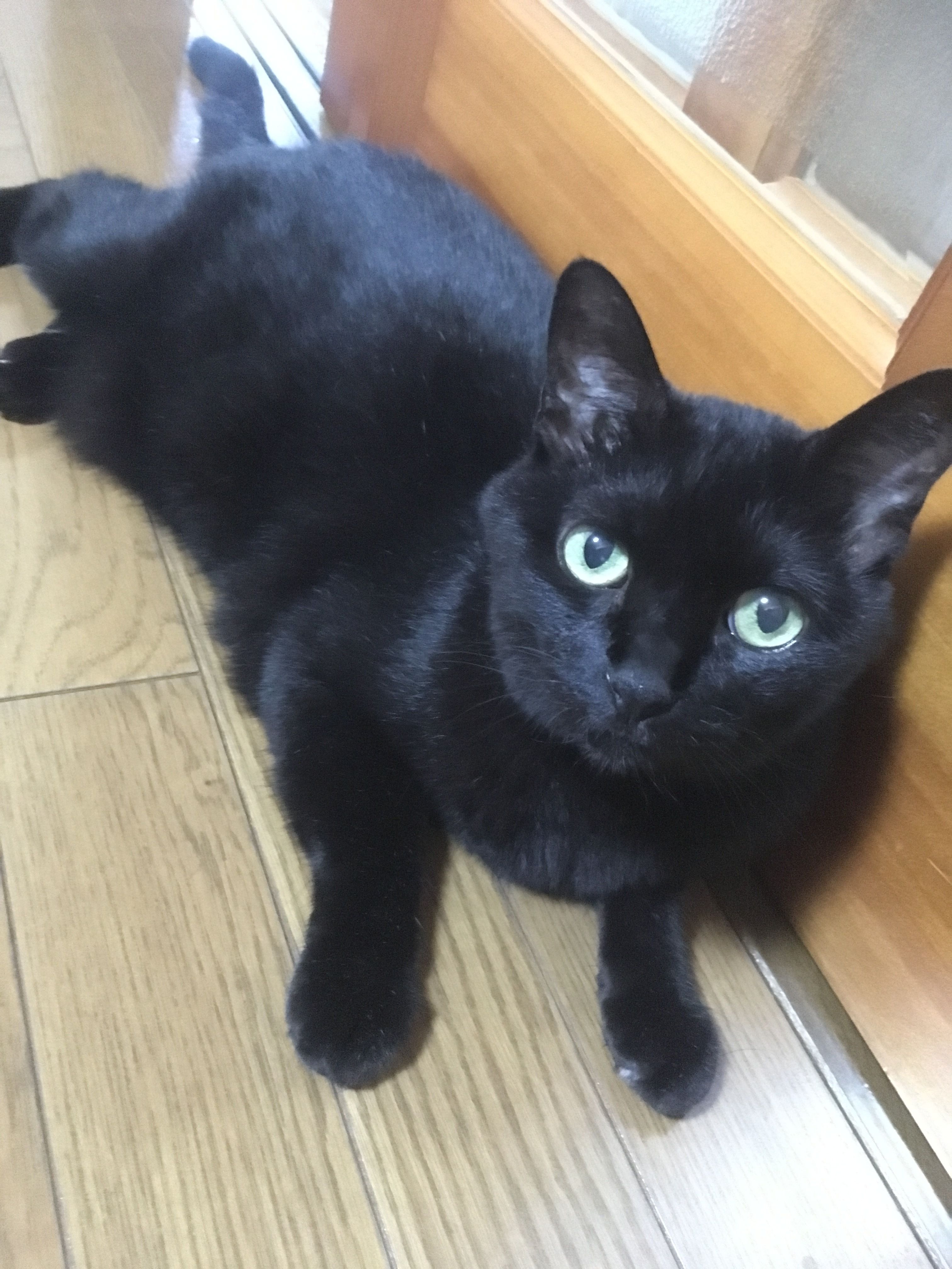 家のなかで一生を過ごす猫の幸せ 楽天的に生きたいほぼくろねこ 楽天ブログ
