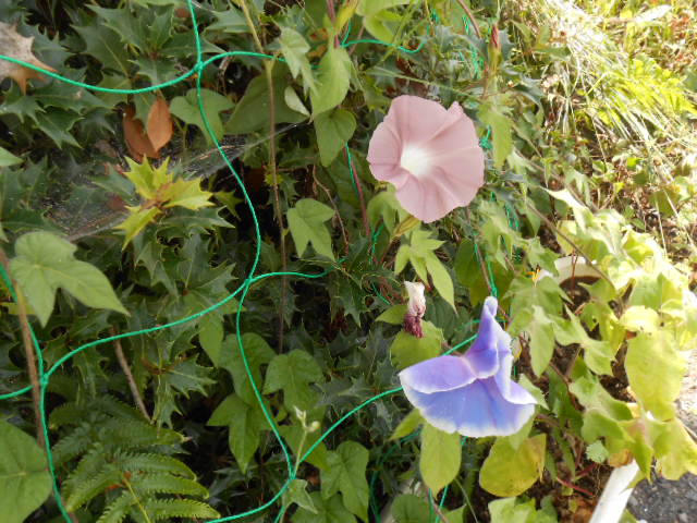DSCN0380.JPG