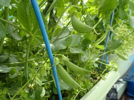 スナップエンドウ収穫 プランター栽培 4月上旬 暇人主婦の家庭菜園 楽天ブログ