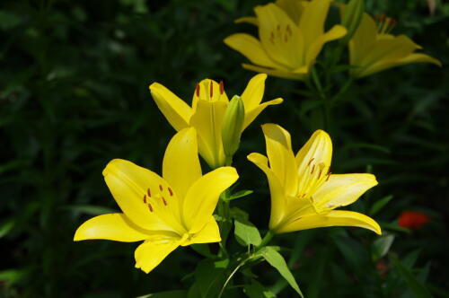 昭和記念公園のゆりの花