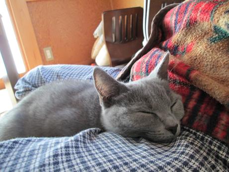 おやすみにゃさい…ｚｚｚ.JPG