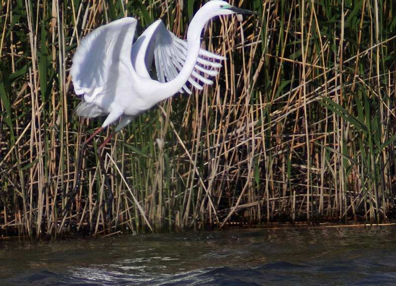 IMG_9498 (800x578).jpg