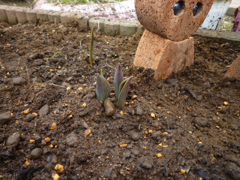 MEMO0048 (800x600).jpg