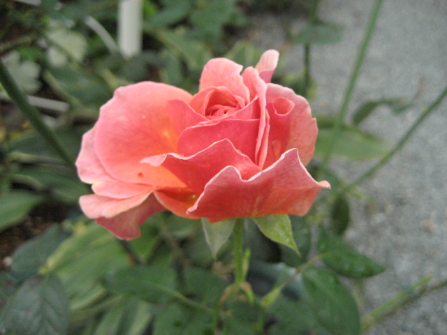 IMG_2532.JPG