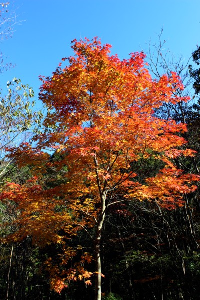 八幡峠の紅葉