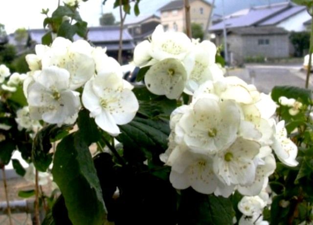 梅花空木の花 花と蕎麦とリハビリと 楽天ブログ