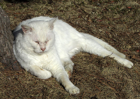 我が家のニャンコ♪2014/12/26-3