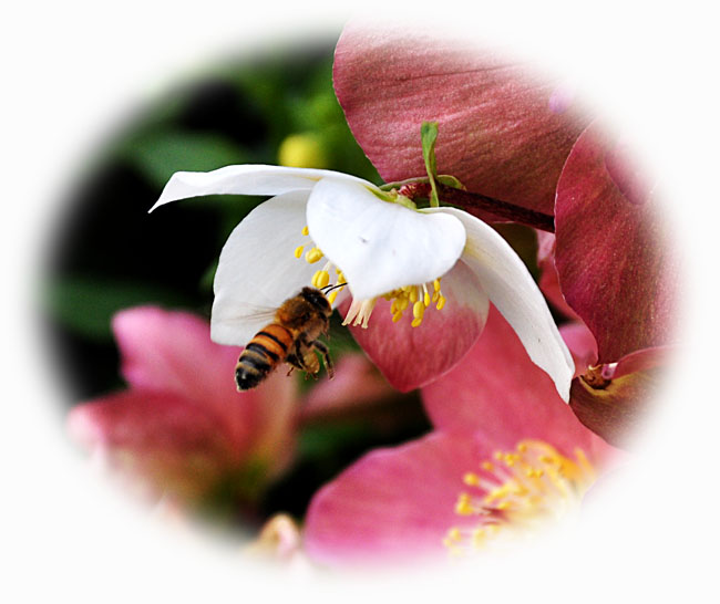 蜂