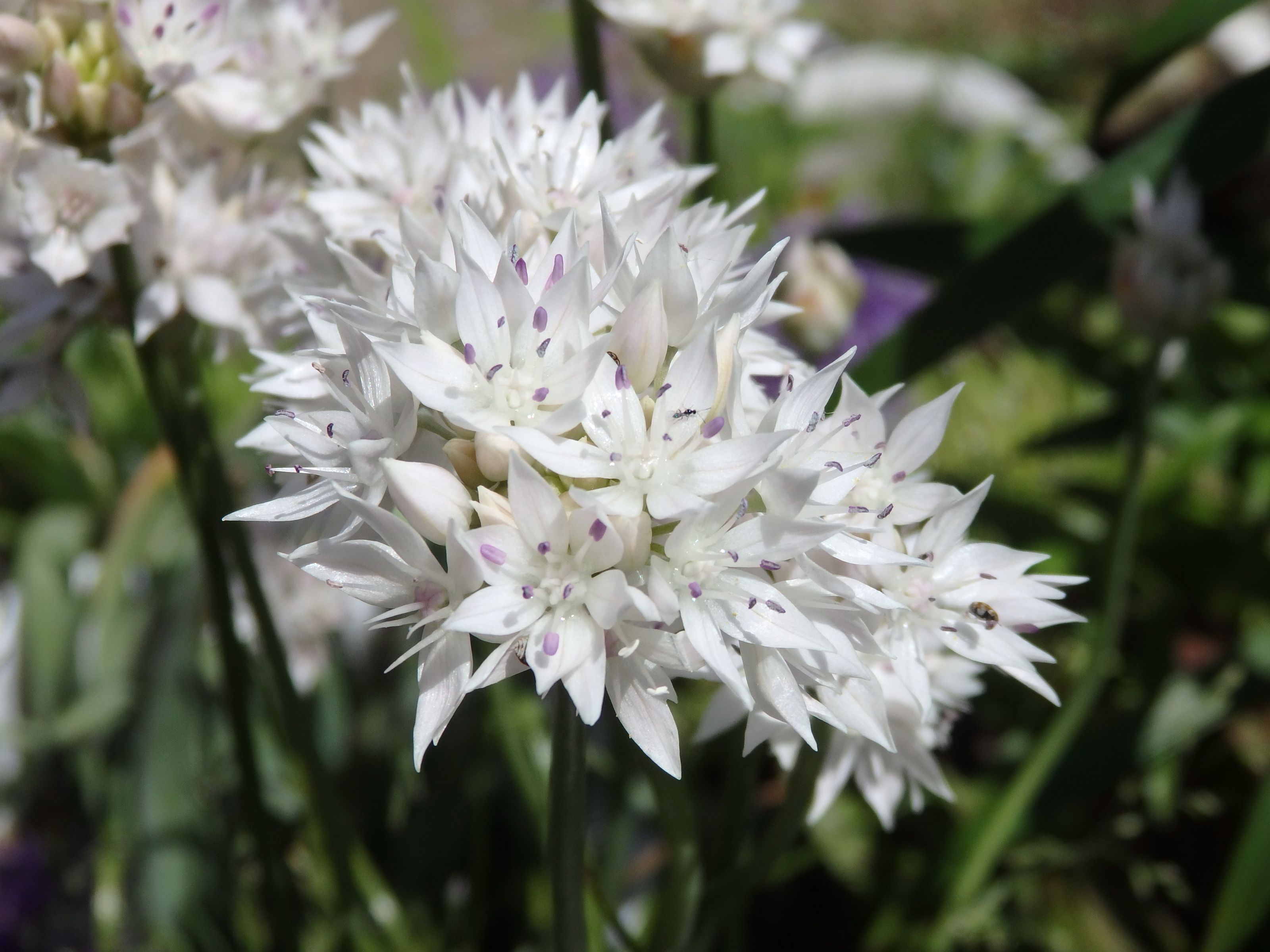 アリウムの仲間たち Kimi Teaの花日記 楽天ブログ