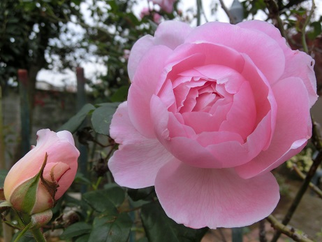 薔薇ヘリテージ