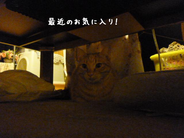ここがお気に入り