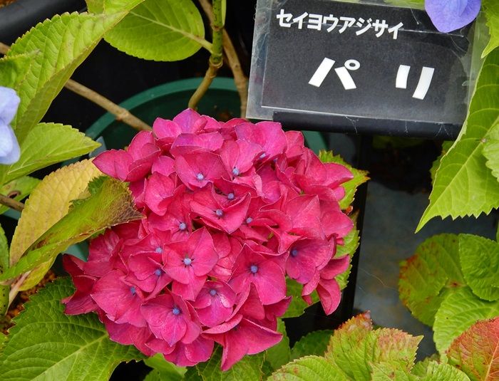 新ジュラのお散歩花日記 森林植物園訪問 百四十二回目 7 5 その２ 北苗畑の2