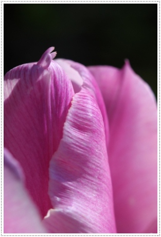 チューリップ-5 13.4.27