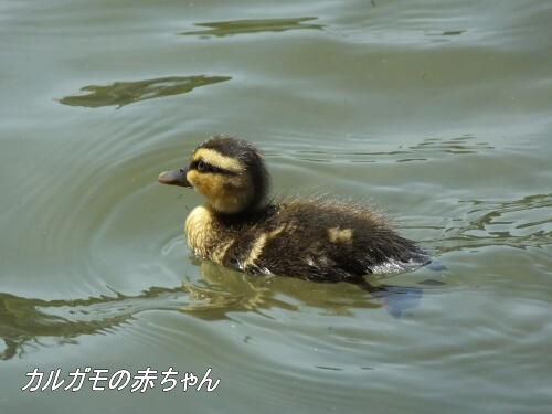 小池公園にて