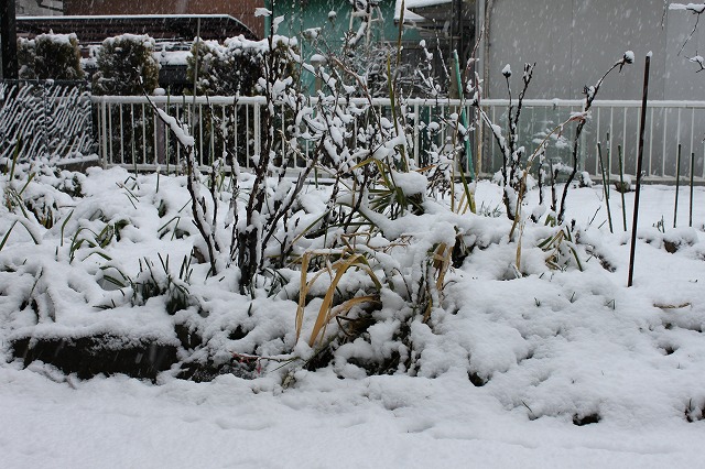 雪景色