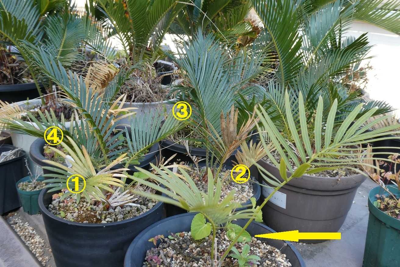 サイカス　レボルタ　イエローシャワー　ソテツ サイカス レボルタ イエローシャワー 斑入り ソテツ - メルカリ