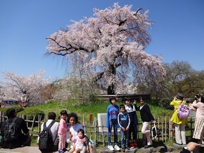 20150402丸山公園.jpg