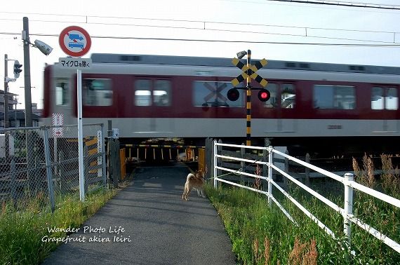 遺体も凍ったまま登山家の目に映る Dog Photography And Essay 楽天ブログ