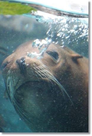 東京旅行-91 カルフォルニアアシカ-2 13.10.5