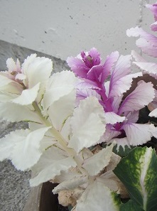 葉牡丹.jpg