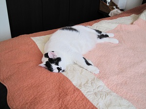 よこ